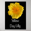 Search for lillies posters Flower