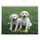 Search for lab office supplies Animals