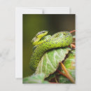 Search for viper postcards Reptile