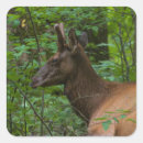 Search for elk antler stickers Animal
