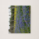 Search for bluebonnet photography Bluebonnets