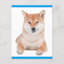 Search for inu postcards Thinking of you