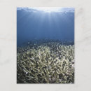 Search for fish swimming postcards Animal