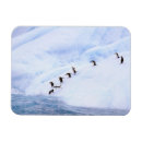 Search for antarctic magnets Bird