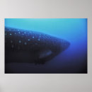 Search for leviathan posters Underwater