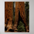 Search for redwood tree posters Trail