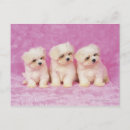 Search for dog behaviour postcards Togetherness