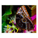 Search for blue morpho butterfly posters Insect