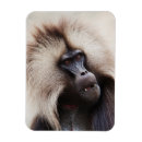 Search for baboon magnets Wildlife