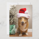 Search for corgis photography Pembroke welsh corgi