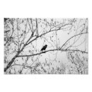 Search for black and white crow art Nature