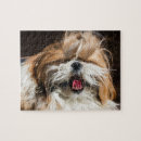 Search for shih tzu dog puzzles Animals