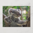 Search for australian koala postcards Cute