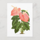Search for anthuriums postcards Flower