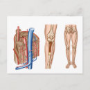 Search for human bones postcards Close up