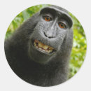 Search for smiling monkey stickers Animals