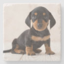 Search for dachshund coasters Dachsund