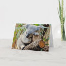 Search for koala cards Australian animals