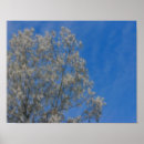Search for fluff art Nature