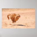 Search for zoom posters Funny
