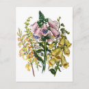 Search for foxglove flower postcards Vintage