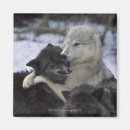 Search for wolf magnets Playful