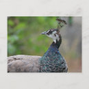 Search for peafowl postcards Colourful