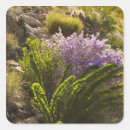 Search for texas desert stickers Cactus