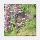 Search for black swallowtail Macro