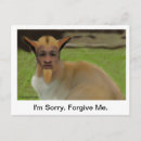 Search for apologies postcards Animals