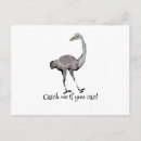 Search for funny ostrich postcards Cartoon
