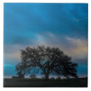 Search for oak tree photography Trees