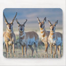 Search for antelope standard mouse mats Pronghorn