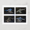 Search for hammerhead shark postcards Sharks