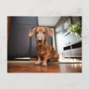 Search for dachshund puppy postcards Animal