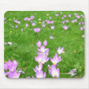 Search for crocus electronics Garden