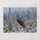 Search for elk in snow postcards Bull