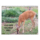 Search for deer photography Doe