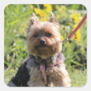 Search for darling stickers Dog