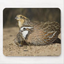 Search for foraging mouse mats Forage