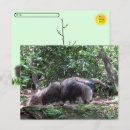 Search for anteating postcards Nature