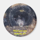 Search for monkey pic magnets Primate