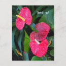 Search for anthuriums postcards Red