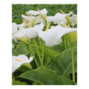Search for white lily posters Plant