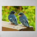 Search for swallows posters Hirundo rustica