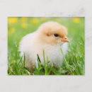 Search for funny chicks postcards Cute