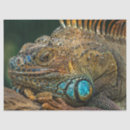 Search for reptile tissue paper Lizard