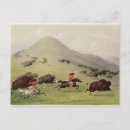 Search for native bison buffalo postcards Catlin