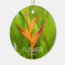 Search for flora christmas tree decorations Plant