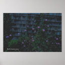 Search for wallflower posters Flowers